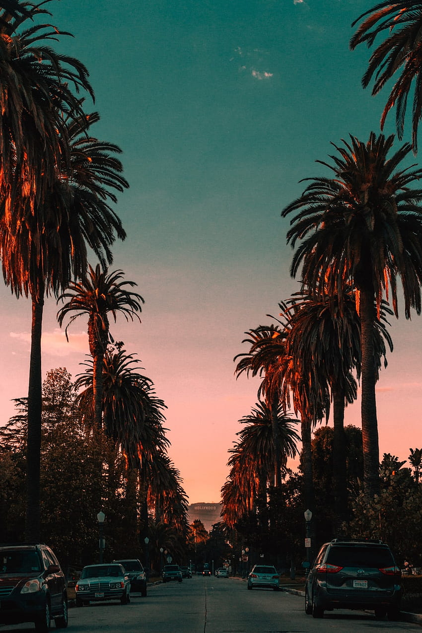 Kalifornijskie palmy, kalifornijskie palmy Zachód słońca Tapeta na telefon HD