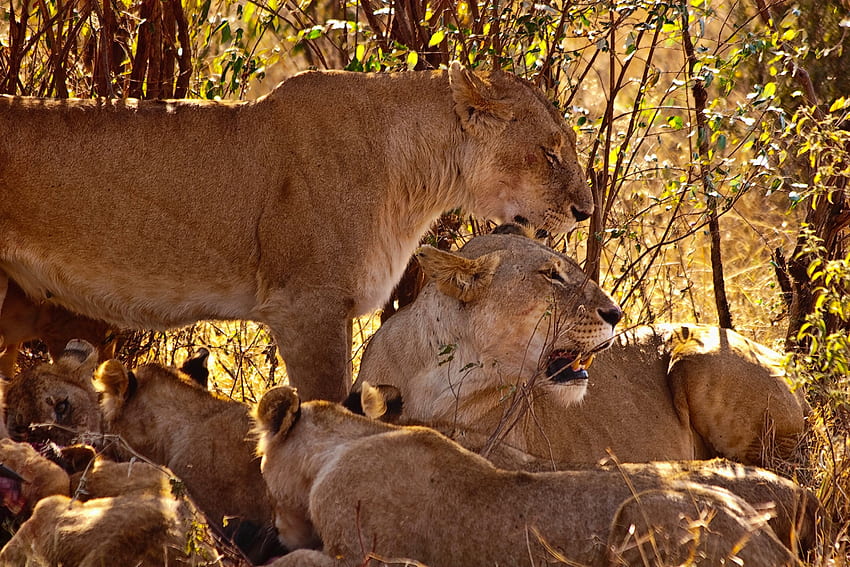 Animals, Grass, Predators, Sit, Young, Lion, Family, Cubs HD wallpaper