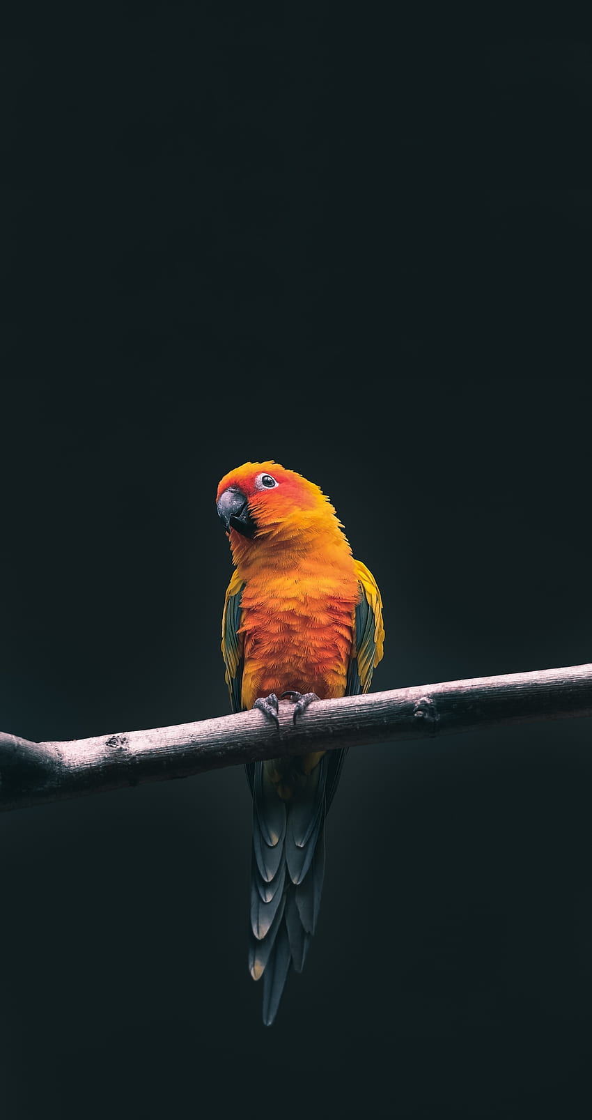 Mignon, petit oiseau jaune, exotique Fond d'écran de téléphone HD