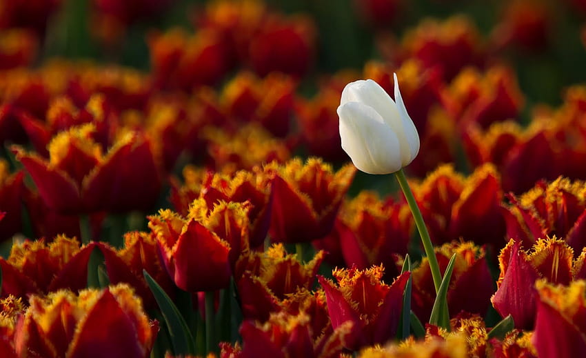 Standing Out, tulip, white, flowers, orange HD wallpaper