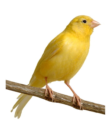 Canary HD Wallpapers and Backgrounds