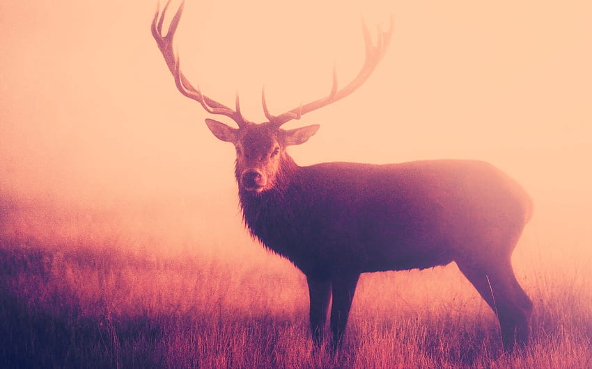 Animals, Grass, Fog, Deer, To Stand, Stand, Horns HD wallpaper