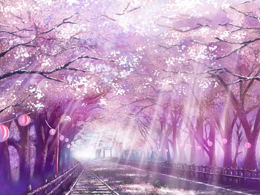 Sad Song - Your Lie in April, Your Lie in April Cherry Blossoms HD-Hintergrundbild