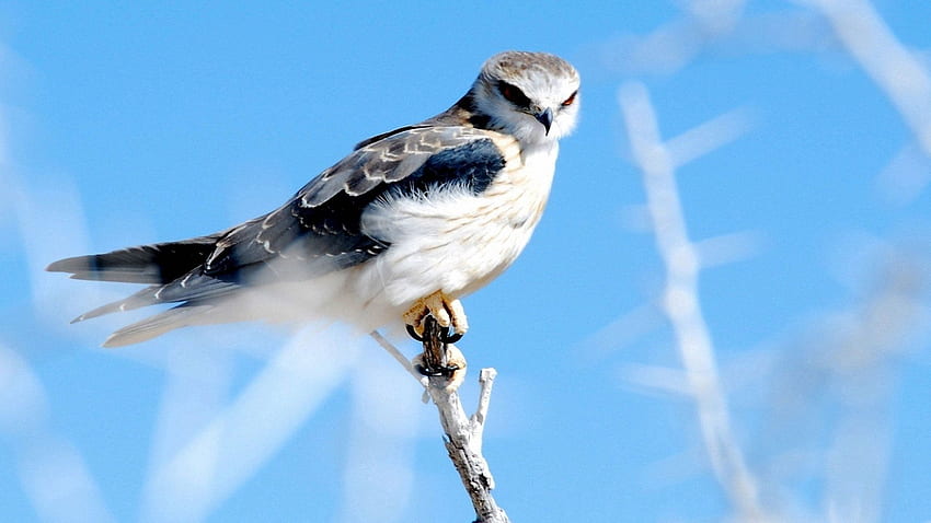 Animals, Sky, Feather, Bird, Branch, Hawk HD wallpaper