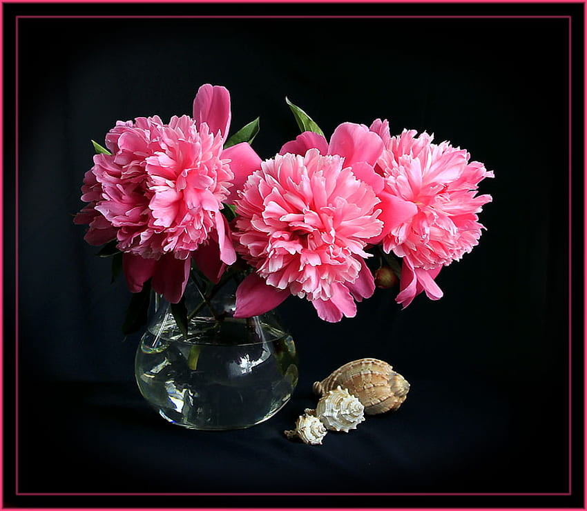 pretty pink still life, composition, art , still life, glass vase, pink flowers, water, seashells HD wallpaper