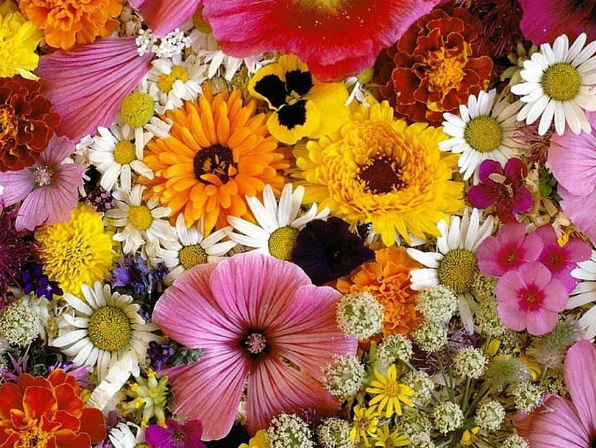 Mehrfarbige Blumen, schön, Blumen, mehrfarbig HD-Hintergrundbild