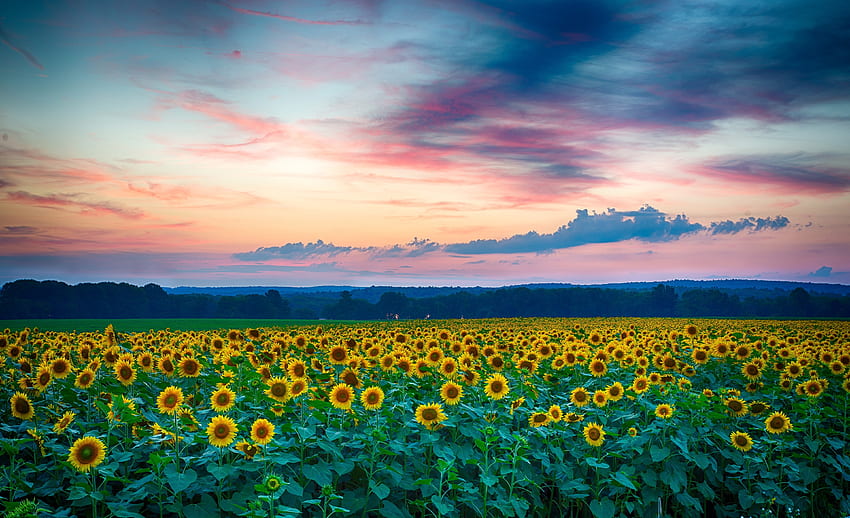nature sunflowers field sunrise , Background HD wallpaper