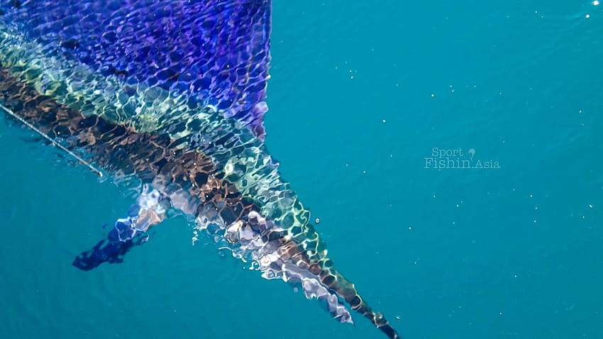 sailfish-underwater HD wallpaper