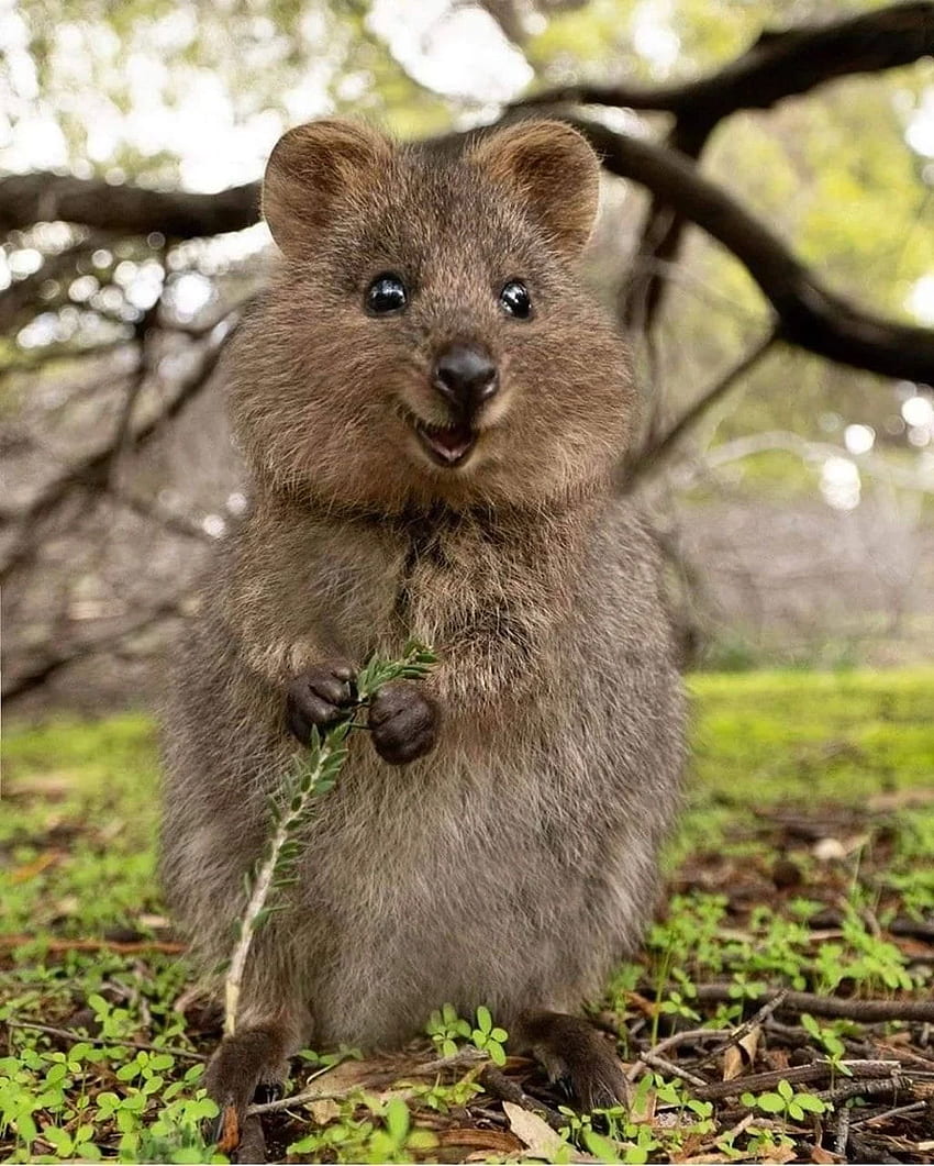 Quokka discovered by María José HD phone wallpaper