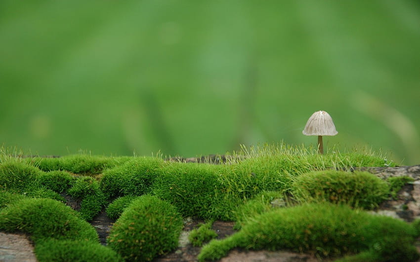 Nature, Blur, Mushroom, Moss HD wallpaper