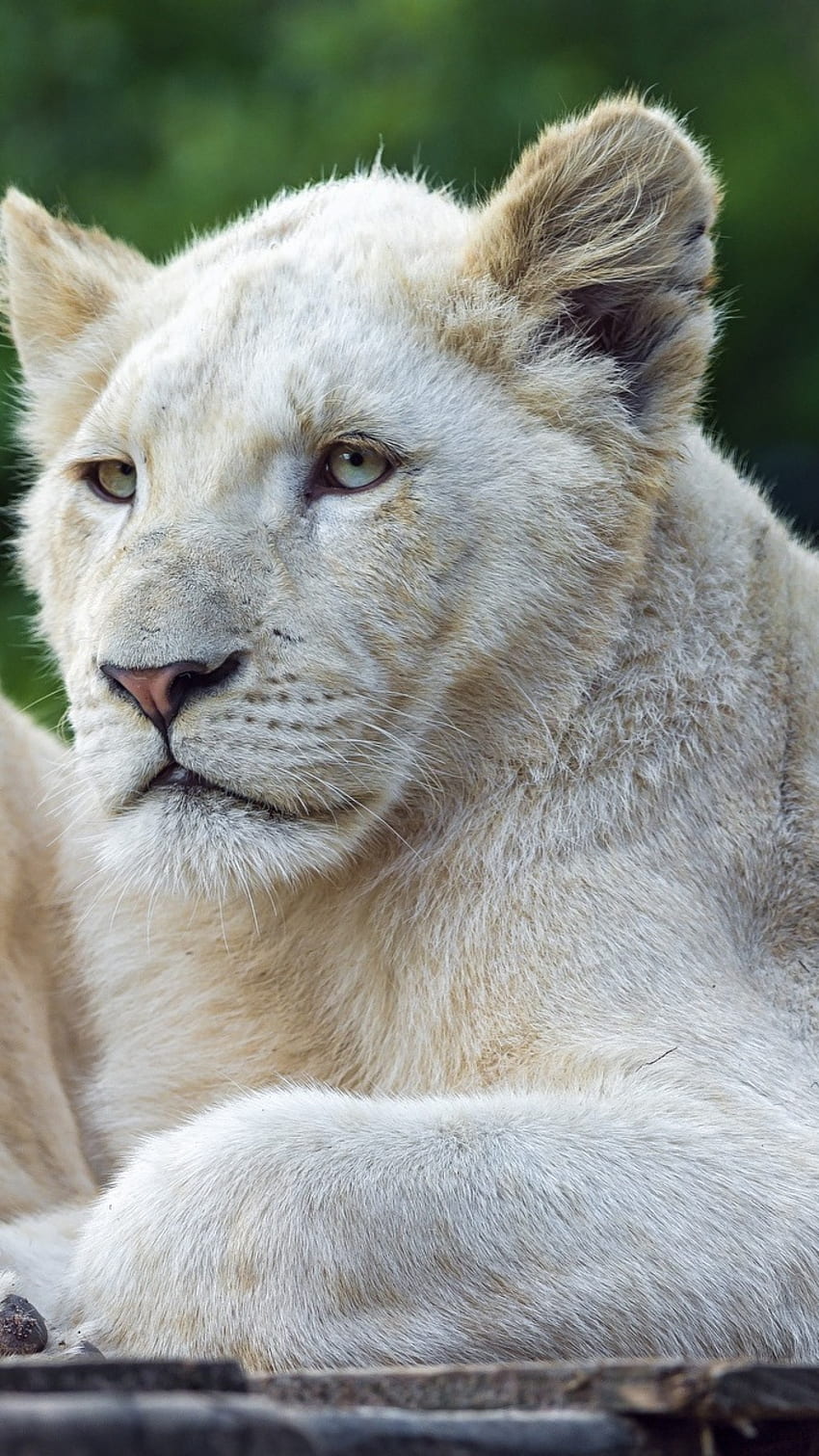 White Lion, Female Lion HD phone wallpaper | Pxfuel