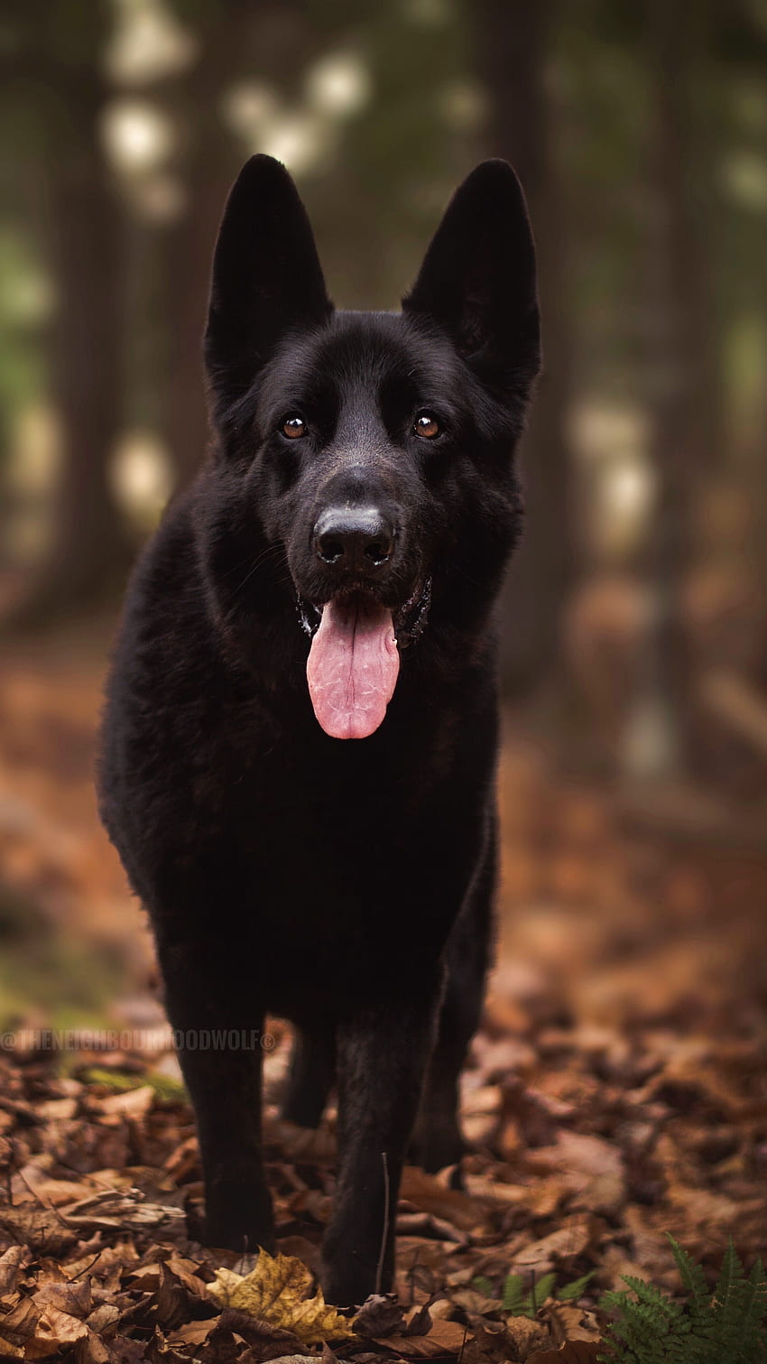Black Dog, Adorable HD phone wallpaper