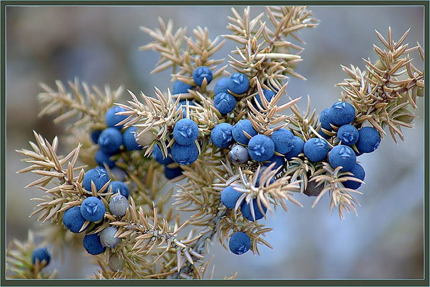 JUNIPER BERRIES, blue berrys, plant, berries, wild, food HD wallpaper