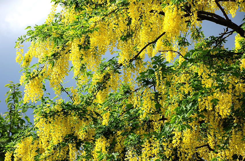 Blumen, Holz, Baum, Äste, Blüte, Blüte, Grüns, Akazie HD-Hintergrundbild