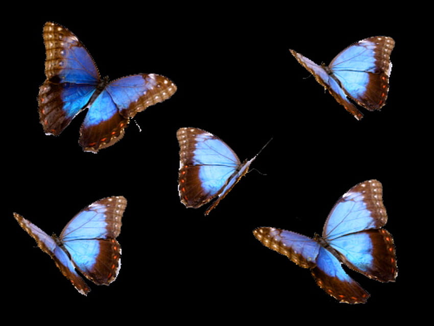 Blue butterfly black background HD wallpapers | Pxfuel