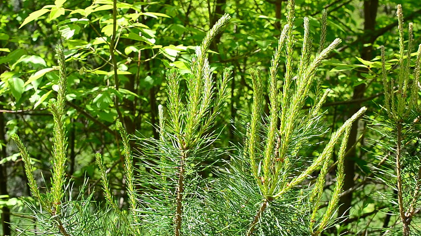 กิ่งต้นสนเขียวชอุ่มที่มีต้นอ่อนและเข็มสดที่สวยงาม แกว่งไกวเบา ๆ โดยสายลมในฤดูใบไม้ผลิบนพื้นหลังสีเขียวในป่าเบญจพรรณและ ... วอลล์เปเปอร์ HD