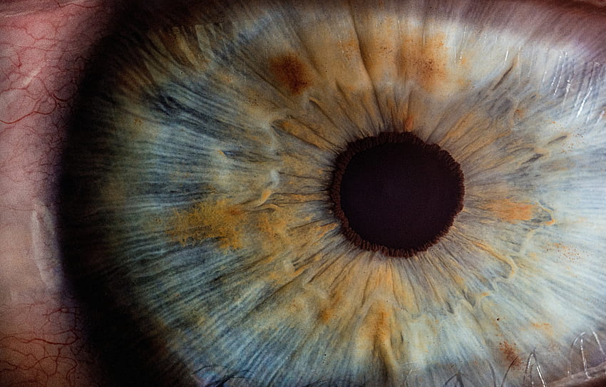 Macro, Close-Up, Eye, Pupil HD wallpaper