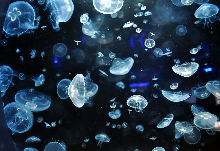 Jellyfish Full [] pour votre , Mobile & Tablet. Explorez les méduses. Méduses animées, méduses vivantes, méduses, méduses de dessin animé Fond d'écran HD