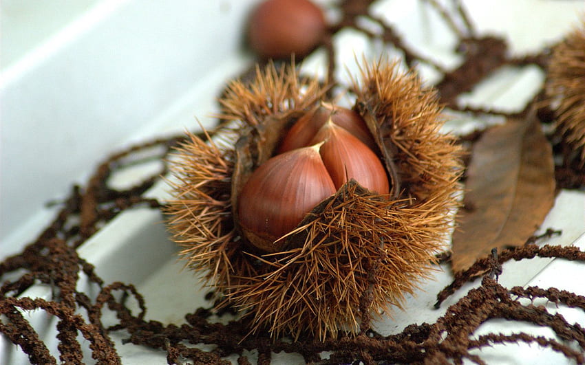 Autumn, Nuts, Chestnuts, Macro, Delicacy, Dainty HD wallpaper