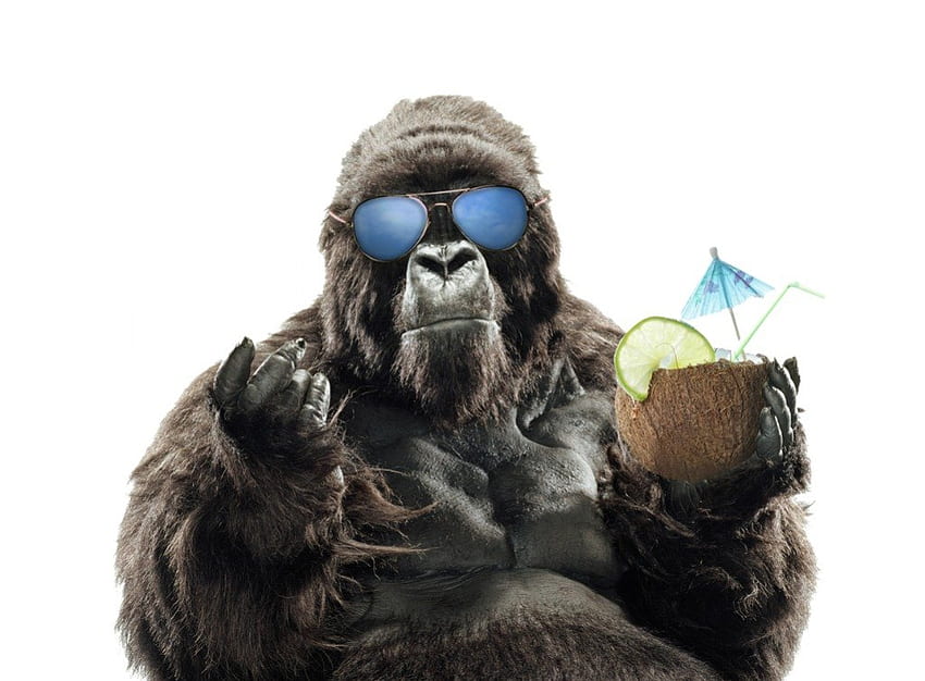 Gorila se fue de vacaciones, diversión, gafas de sol, gracioso, gorila, bebidas, vacaciones fondo de pantalla