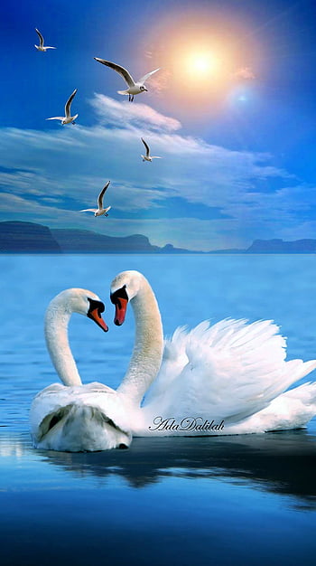 Page 2 | nature swan HD wallpapers | Pxfuel