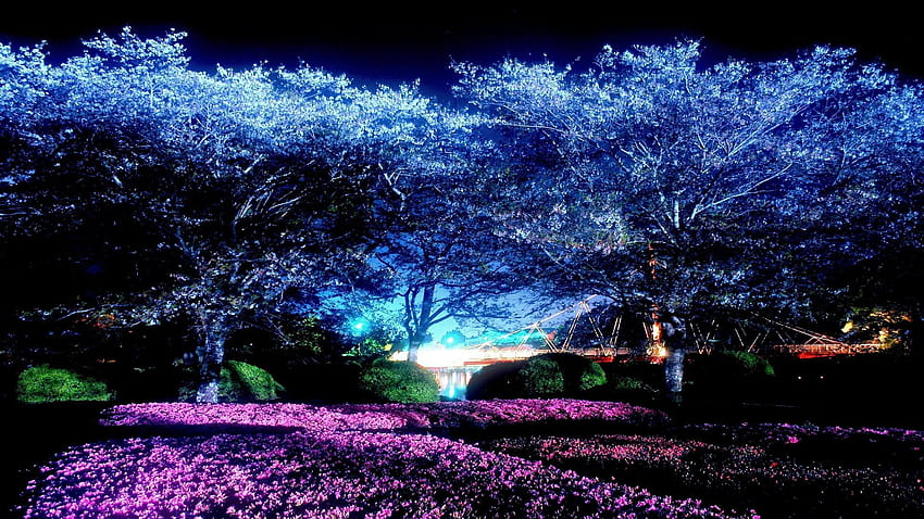 Flores de cerezo nocturnas de Moonlight Park []: fondo de pantalla