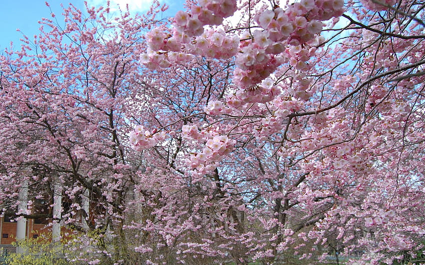 Пролет, природа, цветя, дърво, дърво, цъфтеж, цъфтеж HD тапет