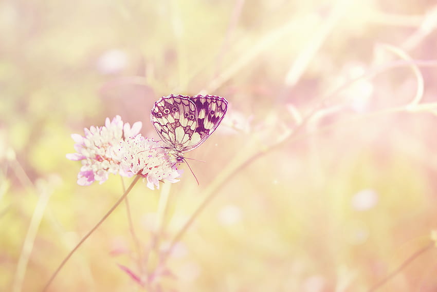 Sun, Summer, Flower, Plant, Macro, Shine, Light, Insect, Field, Color, Butterfly HD wallpaper