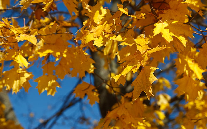 Golden Leaves, leaves, yellow, fall, autumn, leaf, gold, tree HD ...