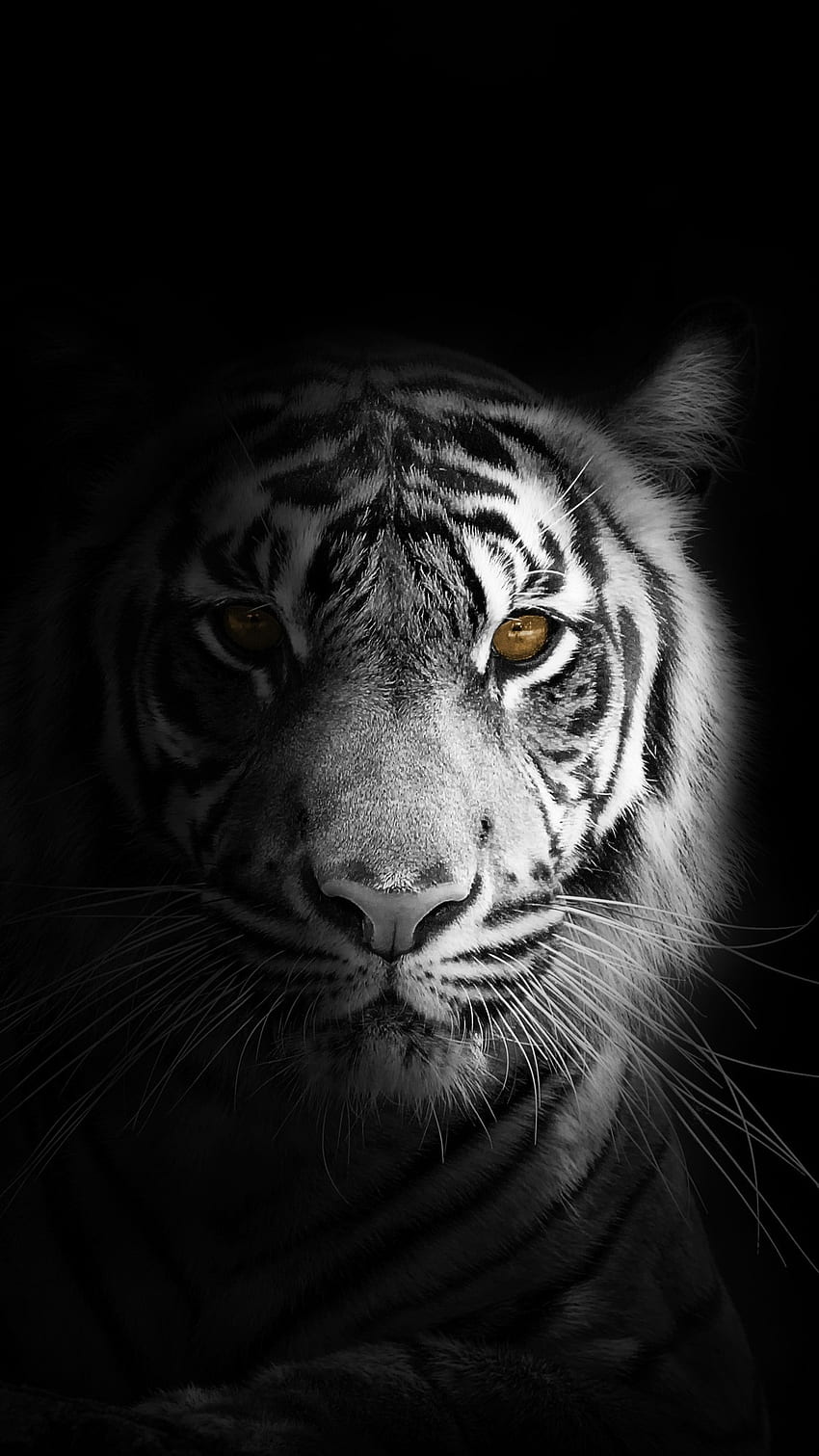 Tigre negro, blanco y negro, tigre fondo de pantalla del teléfono