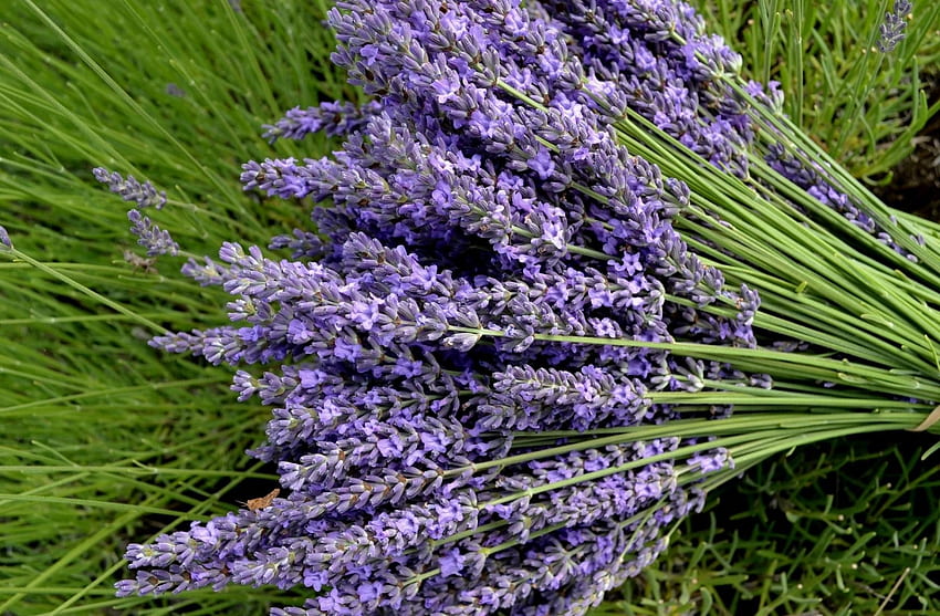Lavender, Flowers, Close-Up, Greens, Bouquet HD wallpaper