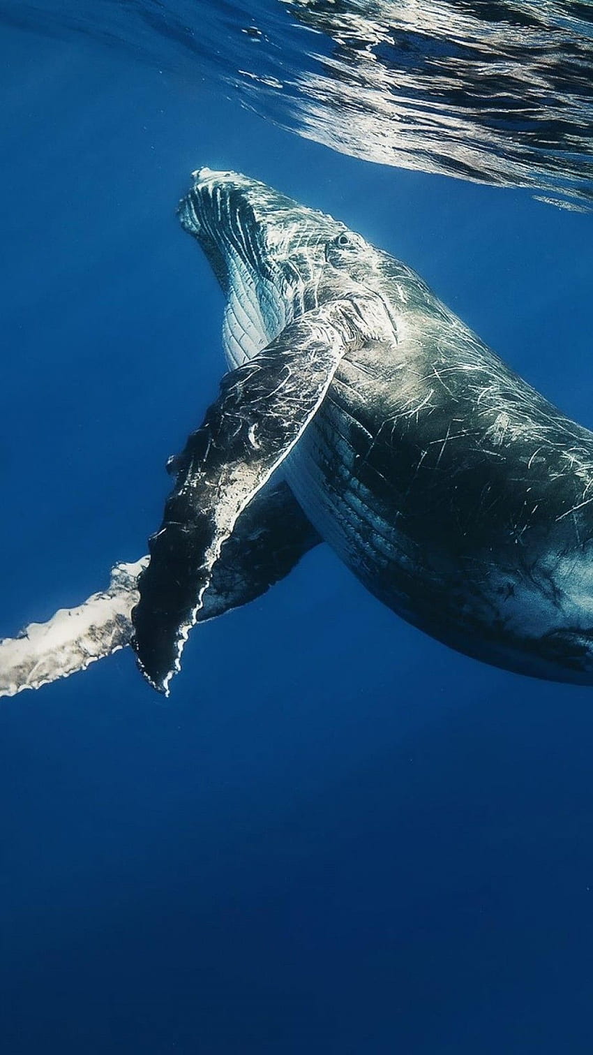 วาฬสีน้ำเงิน วาฬหลังค่อม วอลล์เปเปอร์โทรศัพท์ HD