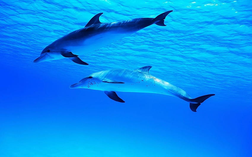 Dolphins and Animals [] for your , Mobile & Tablet. Explore Dolphin Underwater . Underwater , Hawaii Underwater , Underwater HD wallpaper