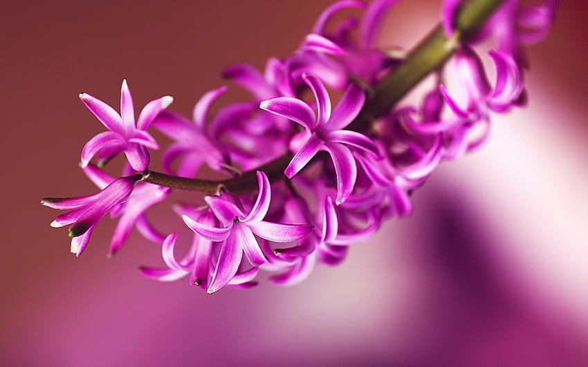 ดอกไฮยาซินธ์ ไฮยาซินธ์ ธรรมชาติ ดอกไม้สวย วอลล์เปเปอร์ HD