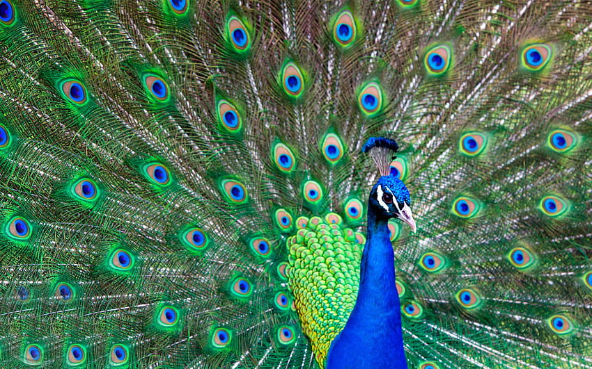 Peacock, Black Peacock HD wallpaper