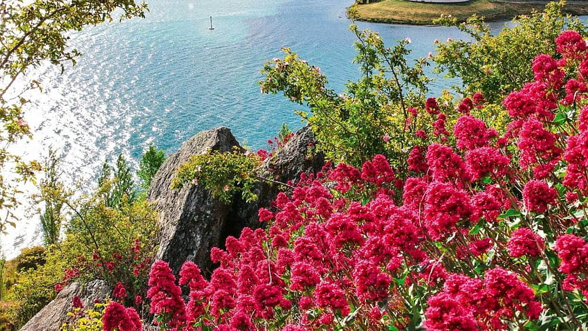 Otago Tengah, Selandia Baru, daun, tanaman, bunga, bunga, musim semi, danau Wallpaper HD