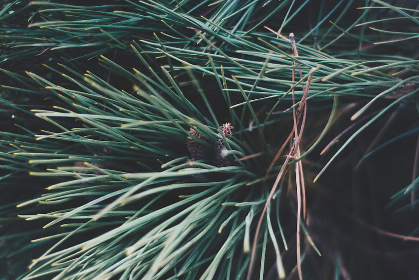 Nature, Branches, Spruce, Fir, Thorns, Prickles HD wallpaper