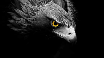 vector black eagle on white paper is perfect for logos, illustrations,  banners, flyers, wallpapers 10928971 Vector Art at Vecteezy
