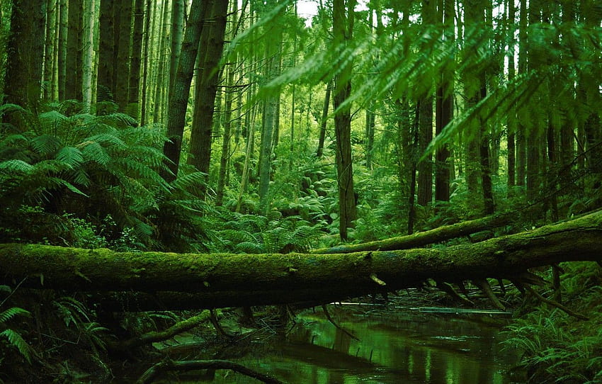 Forest, Stream, Trunks, Ferns for HD wallpaper | Pxfuel