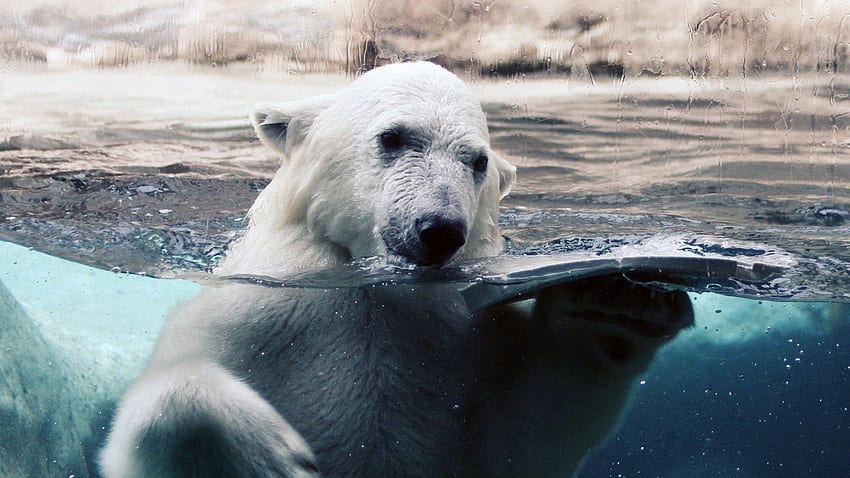 Polar . Christmas Background Polar Express, Polar Bear and Polar Crash Bandicoot, Awesome Polar Bear HD wallpaper