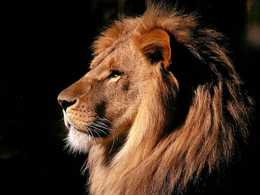 Animals, Shadow, Lion, Mane, Profile HD wallpaper