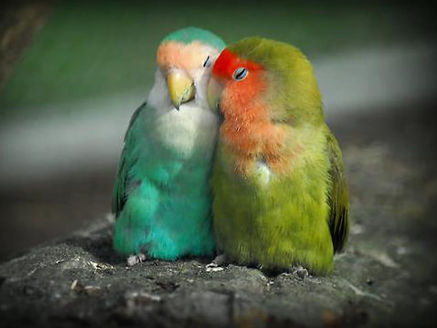 Lovebirds HD wallpaper