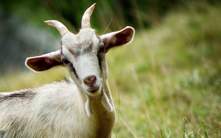 Goats . Goats , Three Billy Goats Gruff and White Goats, Baby Goat HD wallpaper
