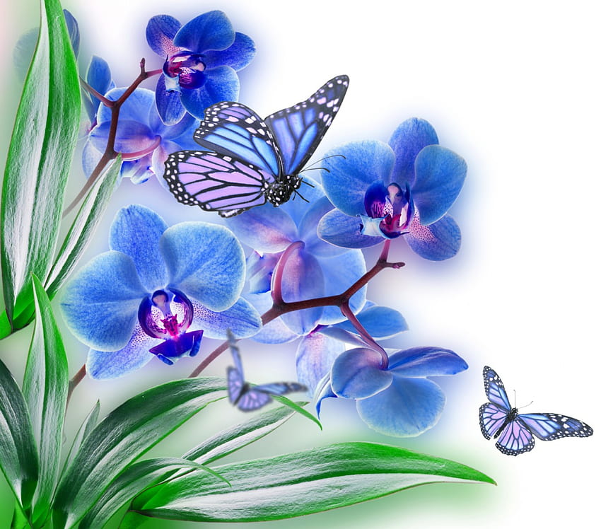꽃과 나비, 파랑, 나비, 아름다운, 꽃, 난초, 봄 HD 월페이퍼