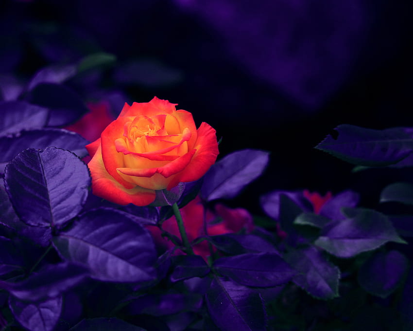 Flowers, Violet, Rose Flower, Rose, Bud, Purple HD wallpaper