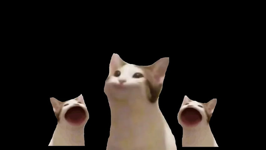 Minha primeira tentativa de um meme pop cat: R PopCat papel de parede HD