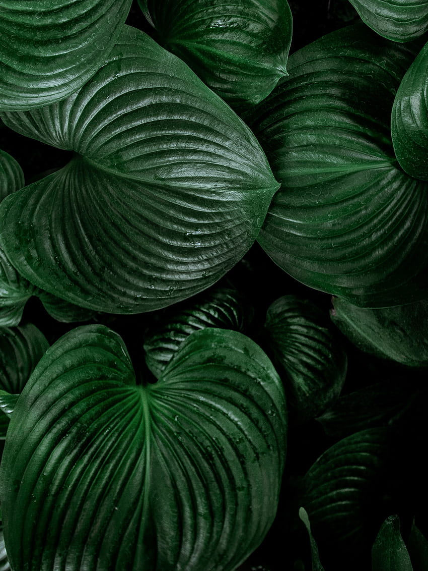 신선하고 큰 잎, 자연, 녹색 HD 전화 배경 화면