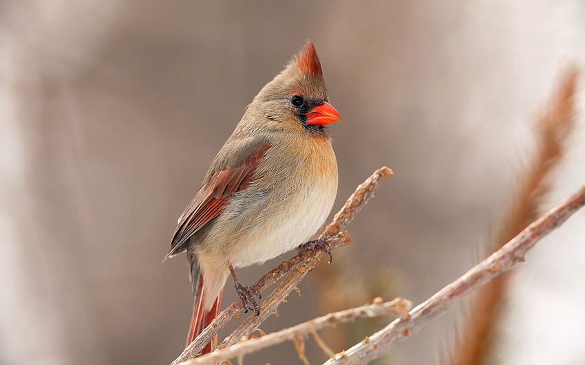 Animals, Bird, Branch, Cardinal HD wallpaper