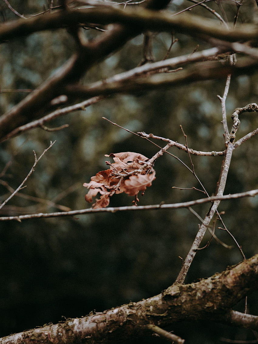 Autumn, Leaves, Macro, Branches, Dry HD phone wallpaper