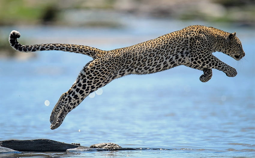 leopard jump, leopard, jump, prey, water HD wallpaper